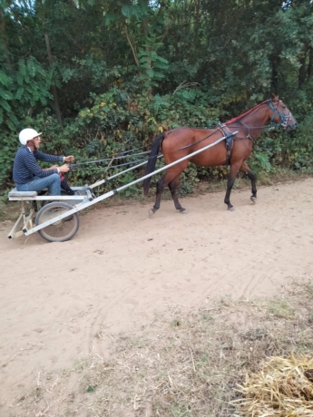 Recherche-entraineur-pour-poulain