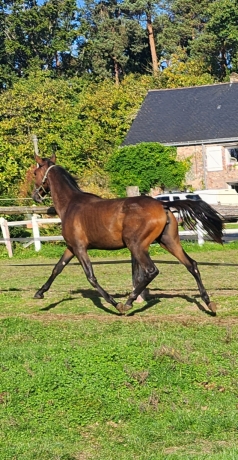 Vds-pouliche-O-par-Invincible-cash-0