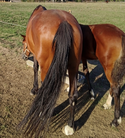 Pouliniere-3eme-categorie-1