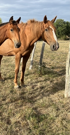 Pouliniere-de-2017-de-rancho-Gede-1