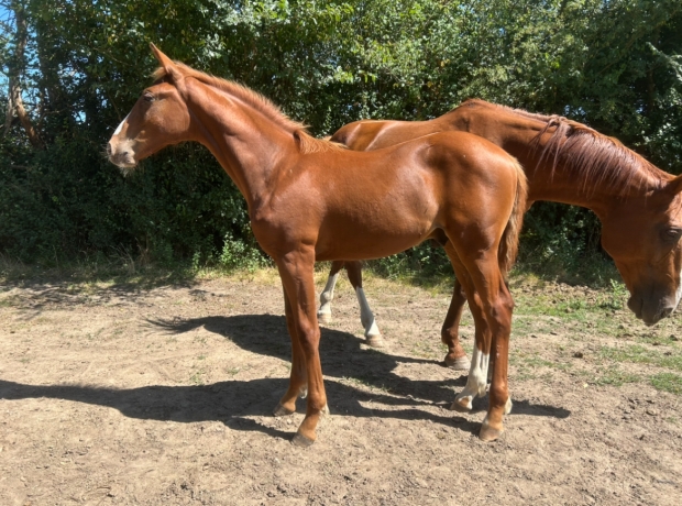 Vend-foal-male-par-Un-Charme-Fou-2