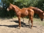 Vend-foal-male-par-Un-Charme-Fou-2