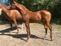 Vend-foal-male-par-Un-Charme-Fou-1