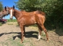 Vend-foal-male-par-Un-Charme-Fou-0