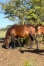 Dune-d’Atout-(Timoko)--5-qualifies-sur-6-2