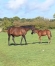 Dune-d’Atout-(Timoko)--5-qualifies-sur-6-1