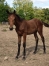 Magnifique-foal-0