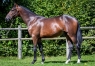 Yearlings-en-parts-par-Bold-Eagle--Hohneck--Niky--0