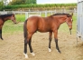 vend-foals-par-INOUI-DANICA-3