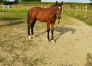 vend-foals-par-INOUI-DANICA-2