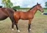 vend-foals-par-INOUI-DANICA-1