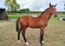 vend-foals-par-INOUI-DANICA-0