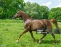 bonjour-je-cherche-a-acheter-un-etalon-trotteur-pas-ou-plus-utiliser-0