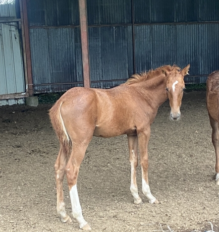 Foal-male-GALA-TEJY-0