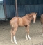 Foal-male-GALA-TEJY-0
