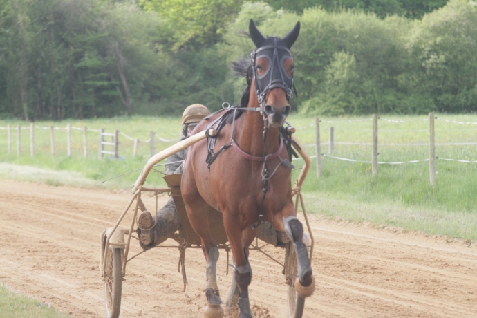 Recherche-chevaux-entrainement-0