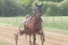 Recherche-chevaux-entrainement-0