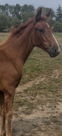 Foal-Femelle-souche-King-Opera-2