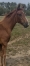 Foal-Femelle-souche-King-Opera-2