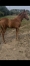 Foal-Femelle-souche-King-Opera-1
