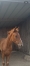 Foal-Femelle-souche-King-Opera-0