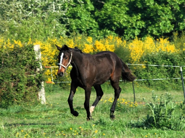 Odyssee-de-Zelia-1