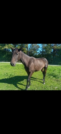 Cede-Leonord-Quesnot-2