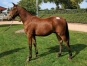 Vend-yearling-optimal-gio-non-debourre-1