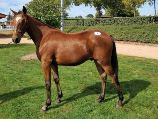 Vend-yearling-optimal-gio-non-debourre-0