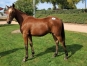 Vend-yearling-optimal-gio-non-debourre-0