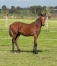 Poulain-par-Howdy-Partner--Tous-les-freres-et-soeurs-de-sa-mere-qualifies-3