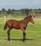 Poulain-par-Howdy-Partner--Tous-les-freres-et-soeurs-de-sa-mere-qualifies-2