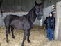 CEDE-BEAU-POULAIN-DE-CARAT-WILLIAMS-0