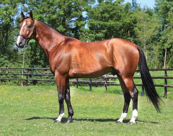 Saillie-Atlas-de-joudes-(Ready-Cash)-0