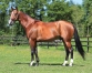 Saillie-Atlas-de-joudes-(Ready-Cash)-0