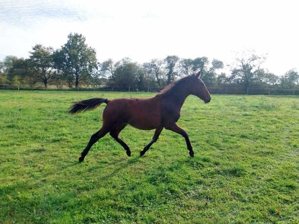 Vends-Foal-male-0
