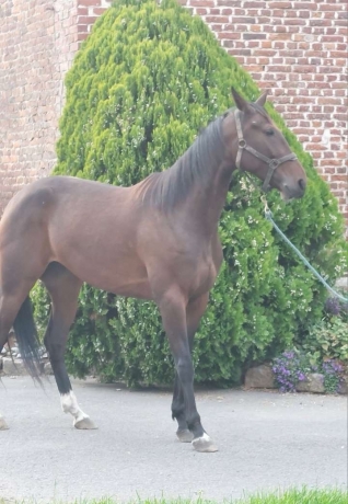 Vends-pouliniere-4-ans