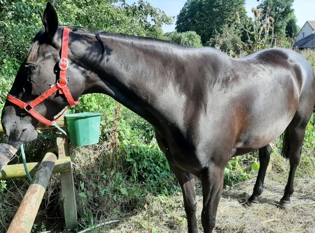 Pouliniere-a-vendre