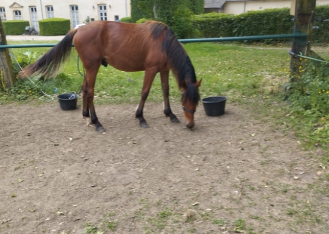 OHONY-DE-BIZY-Tornado-Bello-X-Colombe-du-Ried