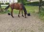 OHONY-DE-BIZY-Tornado-Bello-X-Colombe-du-Ried-0
