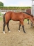 vend-poulain-par-INOUI-DANICA-2