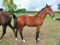 vend-poulain-par-INOUI-DANICA-1