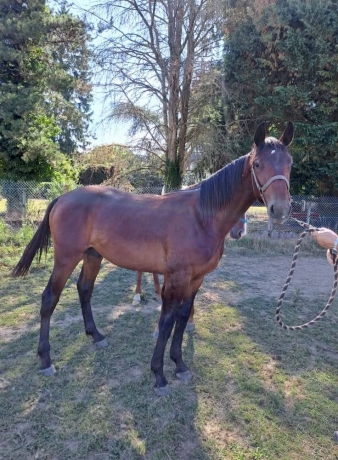 Yearling-par-IN-THE-MONEY