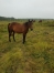 Vends-poulinieres-2