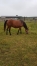 Vends-poulinieres-1