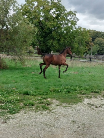 Vente-de-2-foals-1