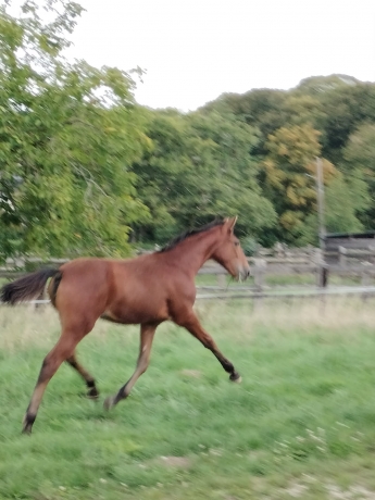 Vente-de-2-foals