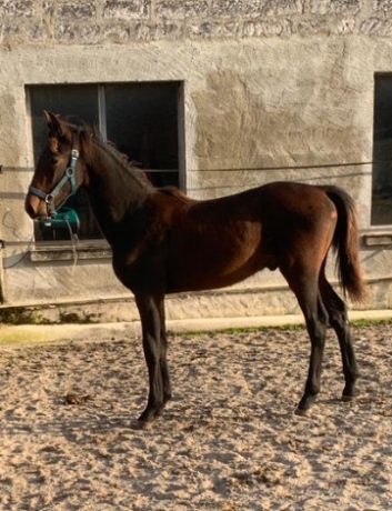 Vend-Foal-male-par-IT’S-A-DOLLAR-MAKER-1