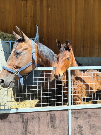 Vend-Foal-male-par-IT’S-A-DOLLAR-MAKER