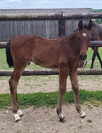 Vend-Foal-male-par-URIEL-SPEED